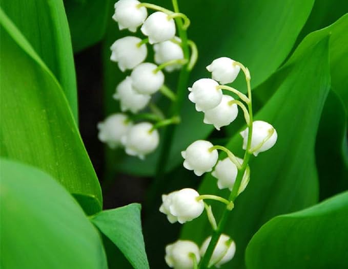 MA33 Hanging Best Car Air Freshener Lily of the Valley Scent, Paper Hanging Ornaments, Long Lasting Scent for Car or Home 12 Pack