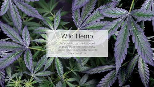 Air Fresheners Car Air Freshener. Hanging Tree Provides Long Lasting Scent for Auto or Home. Wild Hemp, 24 Air Fresheners