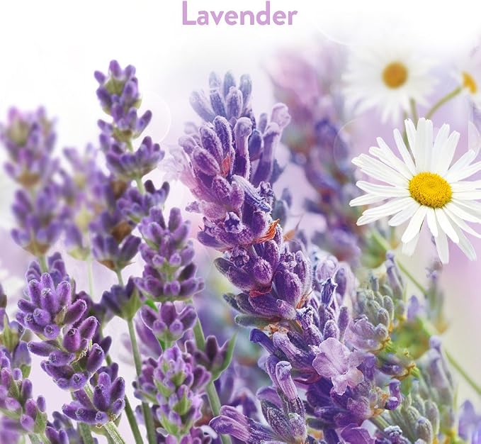 Stick Ups Air Freshener, Lavender & Chamomile | 2-Count | Pack of 2