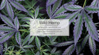Car Air Freshener | Hanging Paper Tree for Home or Car | Wild Hemp | 1 Pack