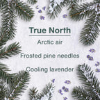 Car Air Freshener | Hanging Tree Provides Long Lasting Scent for Auto and Home | 24 Air Fresheners |True North