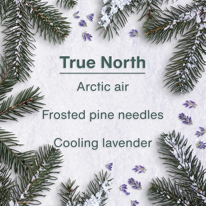 Car Air Freshener | Hanging Tree Provides Long Lasting Scent for Auto and Home | 24 Air Fresheners |True North
